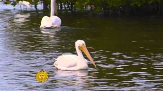 Winter timeshare for migratory white pelicans [upl. by Sices]