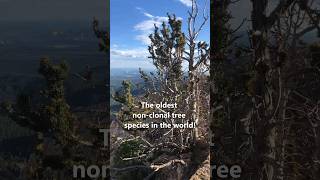 The longestlived trees in the WORLD Bristlecone Pine [upl. by Prince]