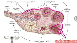 quotExploring Female Reproductive Anatomy Insights from Dr Tamanna 🩺Part3 Anatomy of ovary [upl. by Werdma]