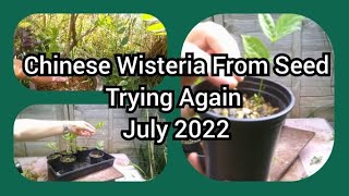 Chinese Wisteria Bonsai From Seed  Trying Again July 2022 [upl. by Aowda]