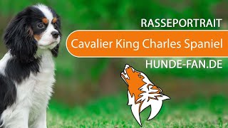 ► Cavalier King Charles Spaniel 2018 Rasse Aussehen amp Charakter [upl. by Milzie]