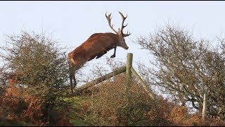 Deer jumping fences  Red Roe Fallow Shorts [upl. by Thrift]