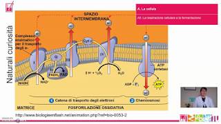 A5 La cellula La respirazione cellulare e la fermentazione [upl. by Asseniv]