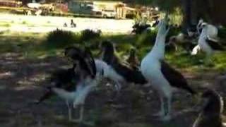 Gooney Birds at Midway Island [upl. by Freudberg]