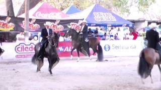 Coltan de Gran Dinastia GRAN CAMPEON TROTE Y GALOPE COPA CARIBE SABANALARGA 2014  Rey de la sabana [upl. by Holna]