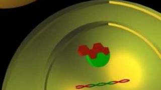 Steroid Hormone [upl. by Abel]