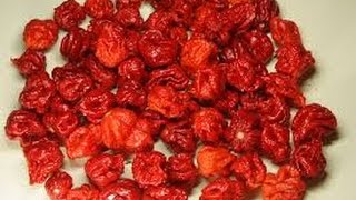 Chile Beast eats 40 dried Carolina Reapers New World Record Extremely Painful [upl. by Saffren605]