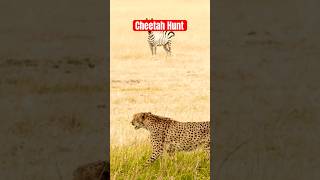 Beautiful Cheetah Hunt shorts shortsfeed trending wildlife animals cheetah hunting nature [upl. by Vernice]