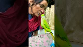 Indian Ringneck parrot kiss and talk with mummy parrot totatalking worldparrotday [upl. by Oinigih]