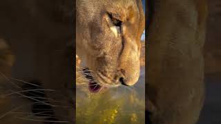 Lion 🦁 🦁 🦁 wildlifeenthusiast naturelovers animals lion lionesses trending trendingshorts [upl. by Susej]