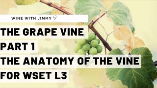 WSET Level 3 Wines  Understanding the Vine Part 1 Vine Anatomy [upl. by Pincince68]