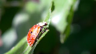 The Adalia bipunctata ladybug has visited hibiscus [upl. by Asatan]