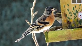 Keep  Brambling Fringilla montifringilla  Sneeuw  Veluwe  2015  Nederland [upl. by Lemkul]