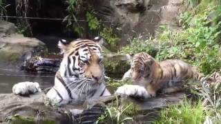 トラの赤ちゃん ケイスケ池ぽちゃでお母さんにやつあたり Amur tiger cub complains about his mother [upl. by Anibas]