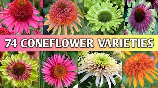 74 Coneflower Echinacea Varieties  Echinacea Types  Coneflower Varieties  Plant and Planting [upl. by Acinad]