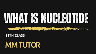 what is nucleotide  The building blocks of DNA and RNA11th class Biology [upl. by Sivia]