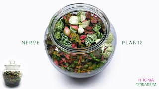 Nerve Plant Terrarium  FIttonia ASMR Build [upl. by Reagan161]