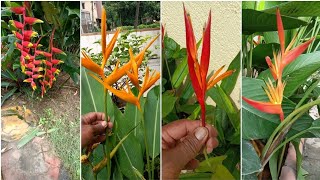 how to grow and care lobster claw Heliconia plant tips [upl. by Ruffo900]