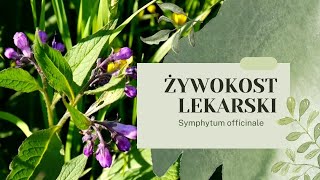 ŻYWOKOST LEKARSKI  Leczy i nawozi uprawy Kompendium Wiedzy żywokost żywokostlekarski ogród [upl. by Ezalb410]