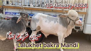 Lalukhet Bakra Mandi latest rates update 18January23 lalukhetbakramandi [upl. by Banwell181]