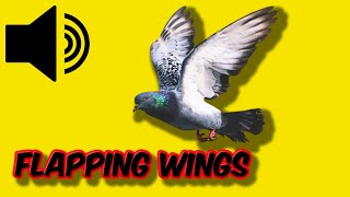 Bird Flapping Wings  Sound Effect  Royalty Free fly flap wing flapping bird wings [upl. by Luanne]