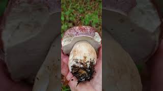 i fioroni di maggio del Trentino funghi porcini boletus pinophilus o pinicola [upl. by Gastineau]