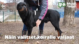 Näin valitset koiralle valjaat [upl. by Noved]