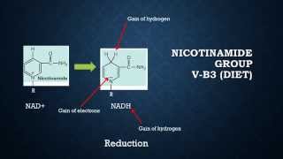 Metabolism NAD NADH  Biochemistry [upl. by Yecnay770]