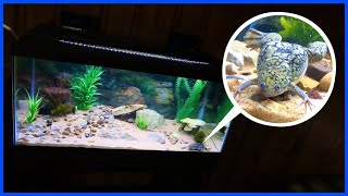 Setting Up My New 40 Gal FROG TANK [upl. by Ecirtemed419]