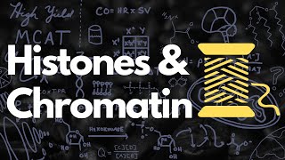 Histones Nucleosomes Chromatin Euchromatin and Heterochromatin  MCAT [upl. by Aowda]