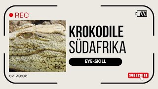 Südafrika 🌴🐊 Krokodile [upl. by Eenafit546]