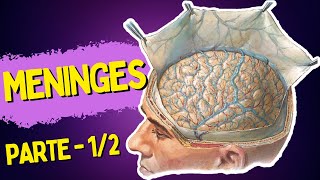 MENINGES  Parte 12  DURAMÁTER [upl. by Llednov]