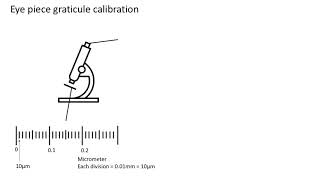 Eye piece graticule calibration A level biology AQA [upl. by Cryan]