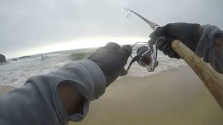 The Heartbreak of Having One On and Losing it Barred Surf Perch  BSP on a San Mateo County Beach [upl. by Furtek]