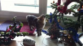 Chat et sapin de Noël ne font pas bon ménage [upl. by Willey]