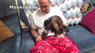 Marmoset Monkey Meets Capuchin Monkey [upl. by Candice]