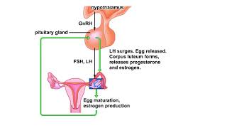 Hormones and the menstrual cycle Animation [upl. by Jaquenette671]