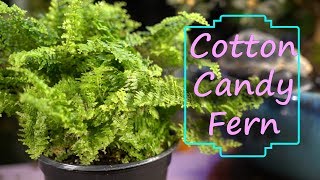 Cotton Candy Fern  Nephrolepis Exaltata Cotton Candy  FernFriday [upl. by Annabela]