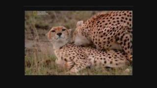 Cheetah mating [upl. by Amalie]