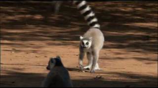 The Ringtailed Lemur [upl. by Maleen768]