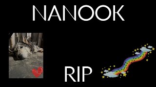 Sadly Nanook has Passed away and crossed the rainbow bridge dogs rescue animalrescue [upl. by Munmro]