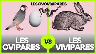 Les ovipares les vivipares et les ovovivipares  explication [upl. by Amo549]