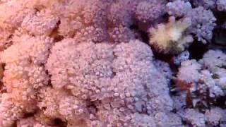 OVERGROWN GIANT XENIA FARM AQUARIUM CORAL REEF [upl. by Lemak]