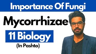 Mycorrhizae  Chapter 07  Class 1st year Biology [upl. by Saretta220]