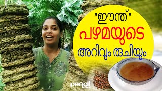 ഈന്തിന്റെ വിശേഷങ്ങൾ I പഴമയുടെ അറിവും രുചിയും I Eenth  Cycas circinalis [upl. by Amat]