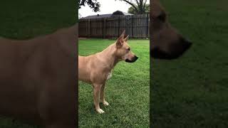 German Shepherdlab mix howling at noon [upl. by Marcus]