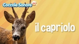 Il capriolo  Documentari per bambini di Coccole Sonore [upl. by Parris353]