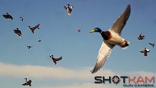 Duck Hunting Highlights  with a Shotkam [upl. by Vezza]