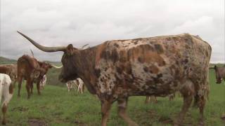 Longhorn Cattle in Ohio  Americas Heartland [upl. by Quita]