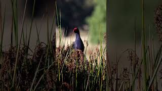 Purple Swamphen standing on reeds ║ Wildlife Moments GrampiansParadise Camping and Caravan Parkland [upl. by Anicnarf281]